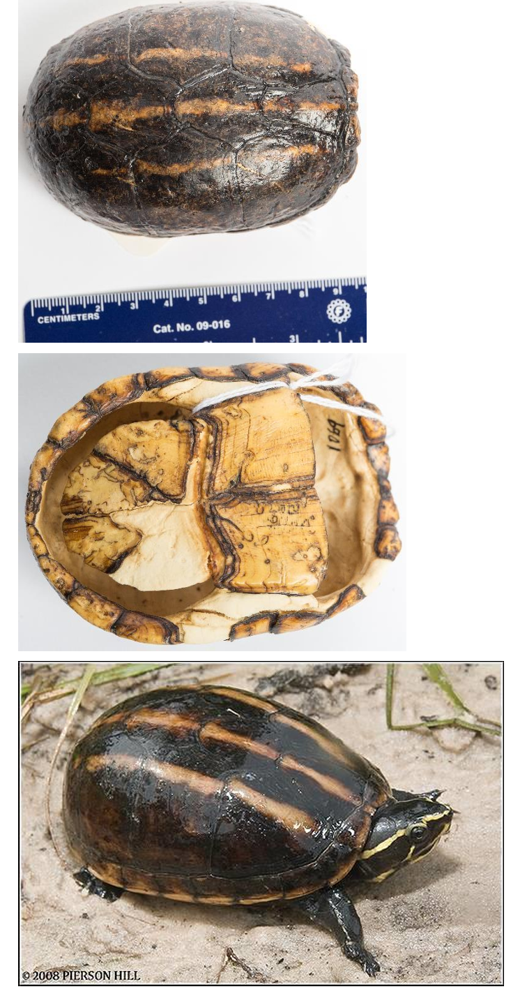 <p>Order: Chelonia (Testudines)</p><p>Suborder: Cryptodira</p>