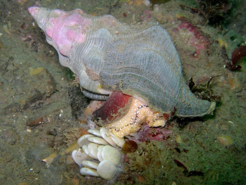 <p>Kellet’s Whelk</p>