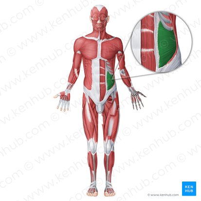 <p>Lateral Trunk Muscles</p>
