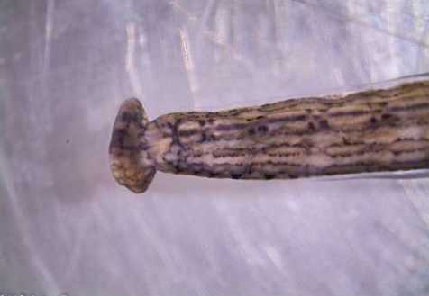 <p>Phylum &amp; name?</p>