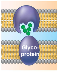 <p>Glycoproteins (proteins with carbohydrate chains) that identify specifics about the cell.</p>