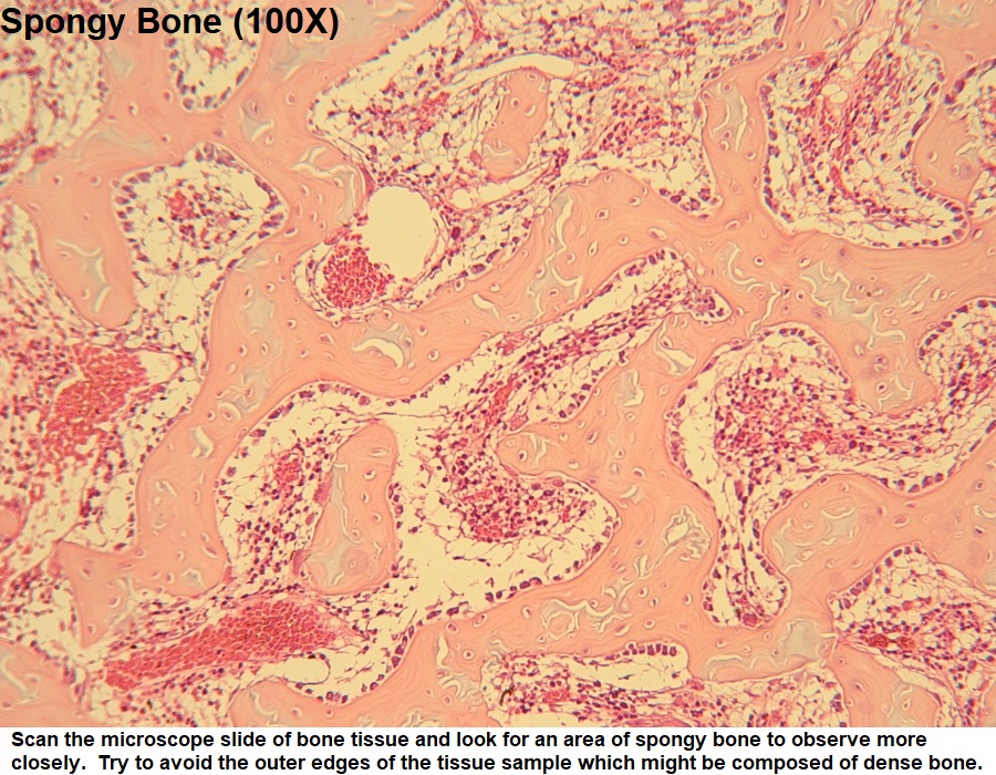 <p>Spongy bone histology</p>