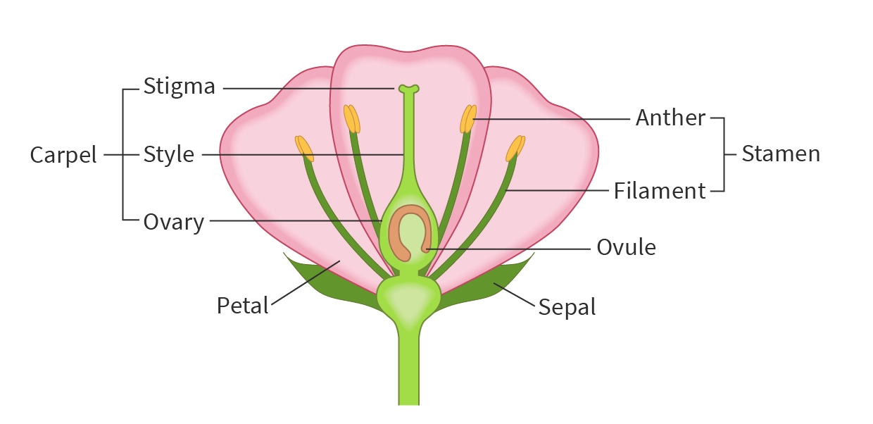 <ul><li><p>Male part: stamen → produces pollen</p></li><li><p>Female part: carpel → seeds develop in the carpel</p></li></ul><p></p>