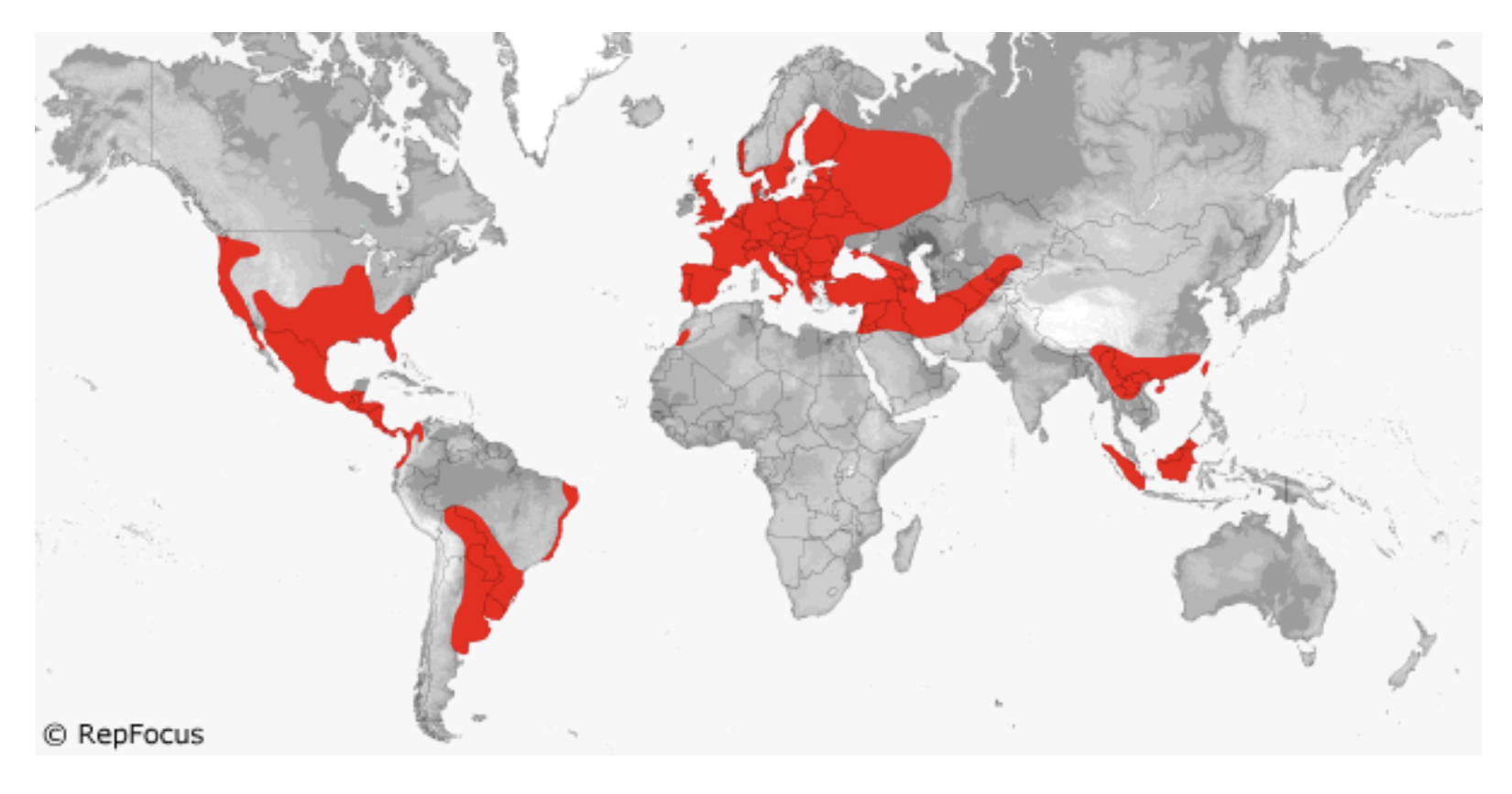 <p>Anguidae & Diploglossidae</p>