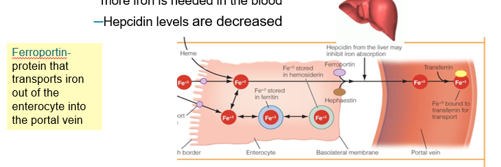 <p>Iron Absorption and Transport</p>
