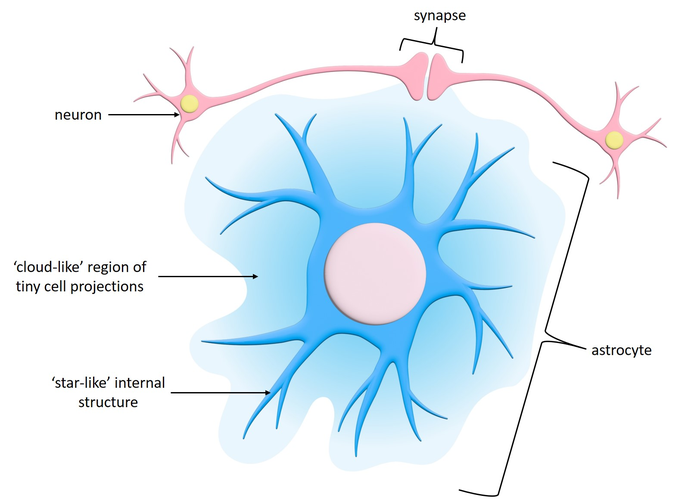 <ul><li><p>they have soma, then lot of projections out like starburst</p></li><li><p>most abundant, versatile and highly branched glial cells</p></li><li><p>cling to neurons, synaptic endings, and capillaries</p></li><li><p>support and brace neurons</p></li><li><p>help determine capillary permeability<br> - the cells of the capillaries are normally bound together by tight junctions and astrocytes can regulate the tightness of these tight junctions<br> - astrocytes can make tight junctions tight or loose to let nutrients to cross or not</p></li><li><p>help regulate access to nutrients for neurons</p></li><li><p>hold large portions of the CNS together<br> - hold blood vessels in place, neurons in place, etc because there is little connective tissue</p></li><li><p>clean up and take care of the environment of the neurons</p></li><li><p>help regulate the whats in the interstitial fluid such as potassium which can be toxic if theres to much</p></li></ul><p></p>