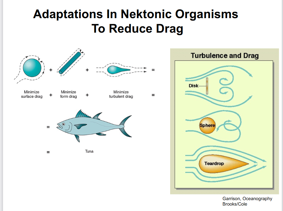 <p>-having a streamlined, tear-drop body form</p><p>-convergent evolutionary adaptations to the same problem (reduced turbulence // turbulent drag)</p>