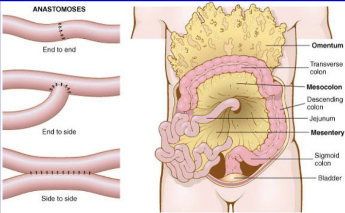 <p>three types of anastomoses</p>