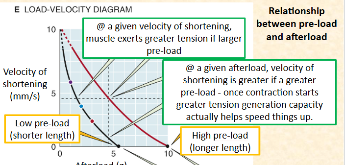 <p>= shorter length </p>