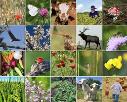 <p>Biodiversity (n)</p>