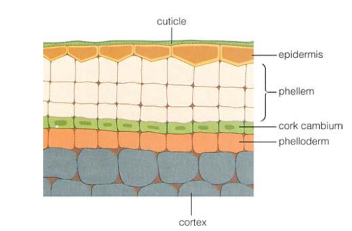 <ul><li><p>phellem (cork) cells</p></li><li><p>phellogen/cork cambium</p></li><li><p>phelloderm</p></li></ul><p></p>