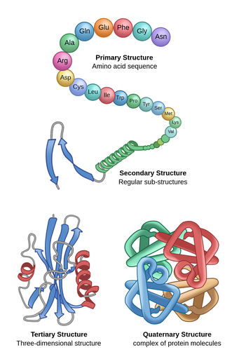 <ul><li><p><span style="background-color: transparent;"><strong>Proteins</strong> are polymers made of monomers called amino acids.</span></p></li><li><p><span style="background-color: transparent;"><strong>F</strong></span><strong>unctions</strong>: Structural, Regulatory, Contractile, Protective</p></li><li><p>The <strong>chemical bond</strong> between amino acids is <u>peptide bonds</u>.</p></li><li><p>Protein structure:</p><ul><li><p><strong>Primary Structure</strong> <span style="background-color: transparent;">–</span> the sequence of a chain of the amino acids</p></li><li><p><strong>Secondary</strong> Structure <span style="background-color: transparent;">–</span> Hydrogen bonds folds the chain into “pleated sheets”</p></li><li><p><strong>Tertiary</strong> Structure <span style="background-color: transparent;">– </span>Further folding to a 3-dimensional structure</p></li><li><p><strong>Quaternary</strong> Structure <span style="background-color: transparent;">– </span>Sometimes more than one chain are put together, leading to a complex protein molecule</p><ul><li><p>Ex. Hemoglobin (has four polypeptide chains).</p></li></ul></li></ul></li></ul><p></p>