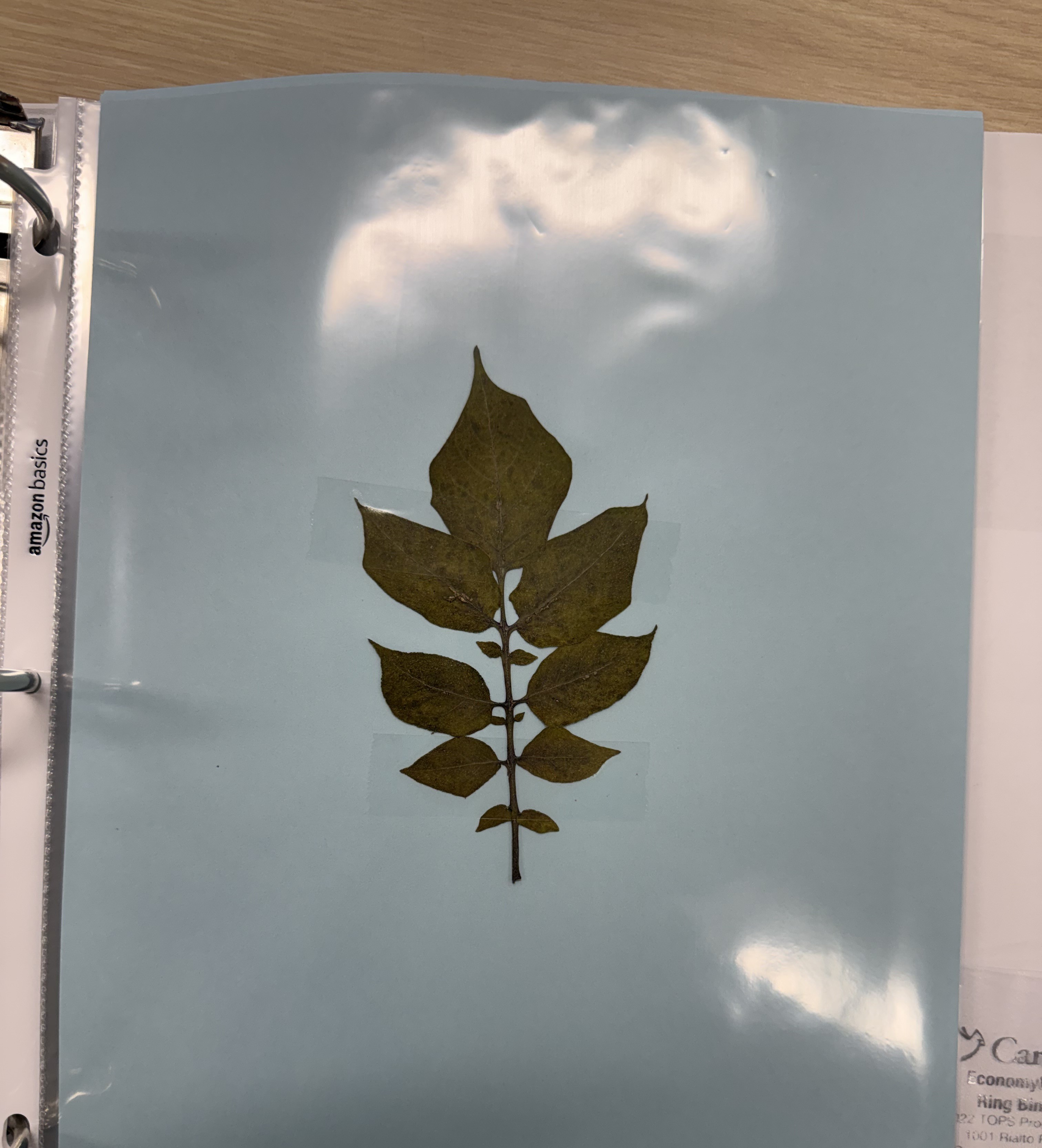 <p>Plant</p>