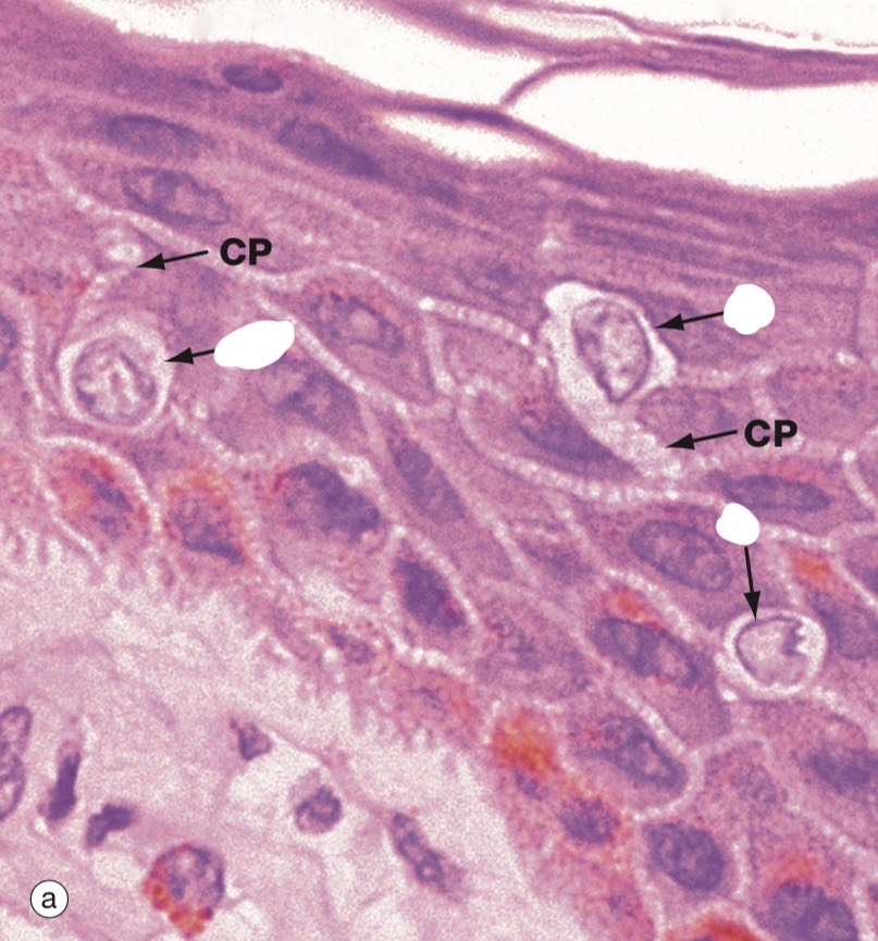 <p>Identify the Structure</p>