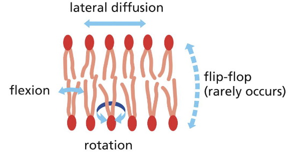 <p>diffuse laterally, rotate, and flex</p>