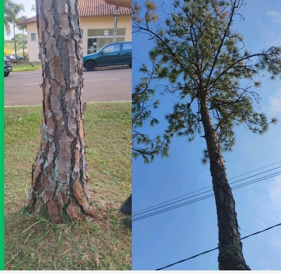 <p>Pinheiro do Caribe</p>