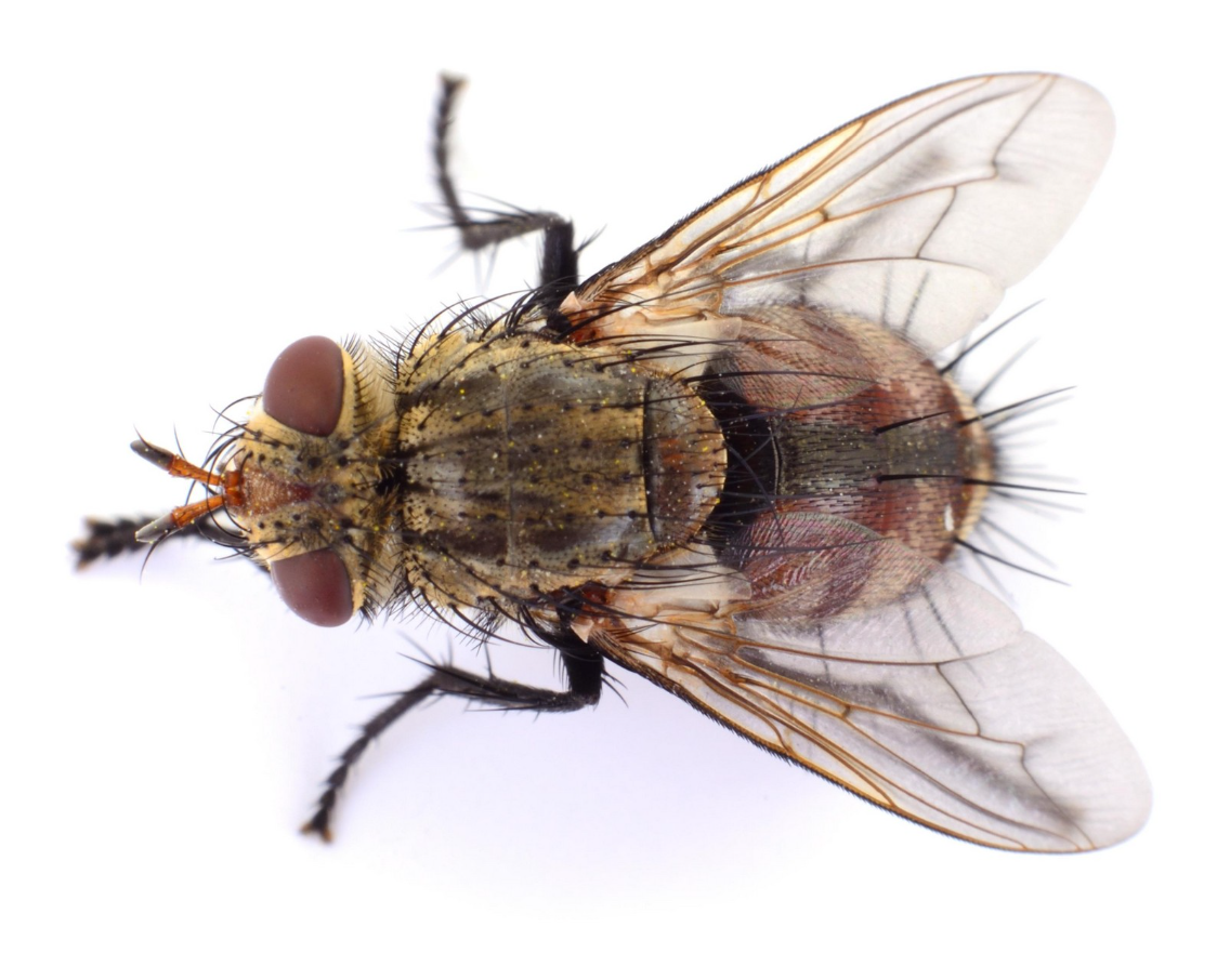 <p>Tamanho médio (6–8 mm), coloração acinzentada, tórax com quatro faixas longitudinais escuras, asas transparentes e aparelho bucal lambedor-sugador (não pica)</p>