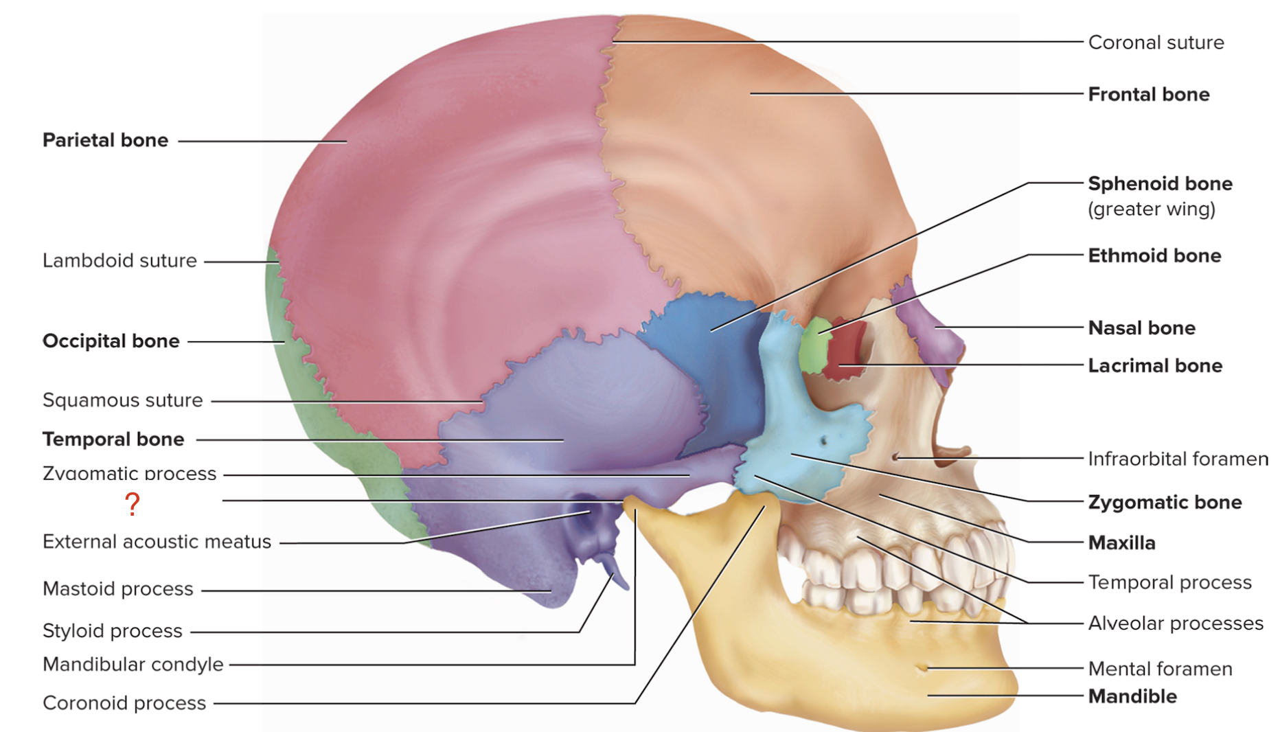 <p>What is the name of this bony marking of the temporal bone?</p>