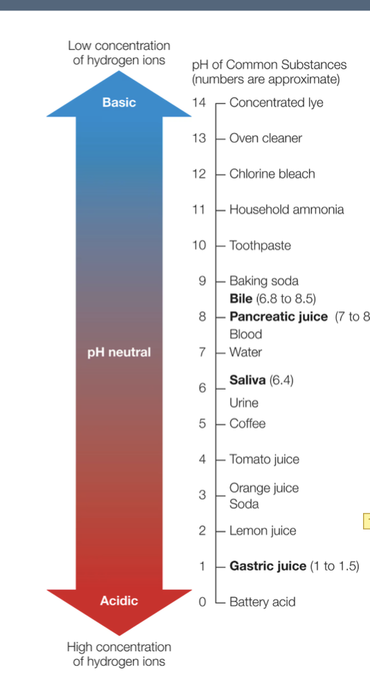 <ul><li><p>a pH between 6 and 7 is ideal for salivary amylase</p></li><li><p>gastric juice is the first layer of defense for what we are eating</p><ul><li><p>a acidic stomach environment denatures some enzymes (while being ideal for others), and also destroys bacteria</p></li></ul></li></ul><p></p>