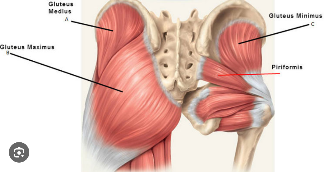 <p>gluteus minimus</p>