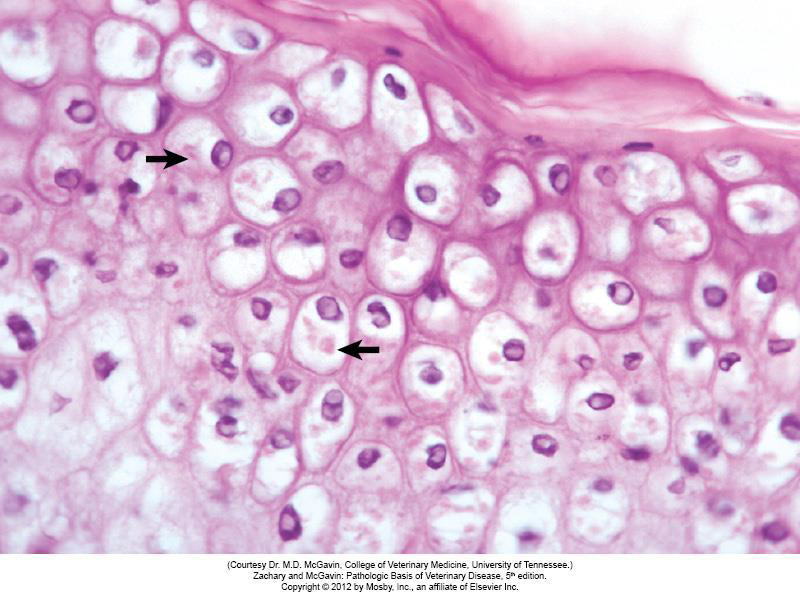 <p>Do these cells look normal or abnormal</p>