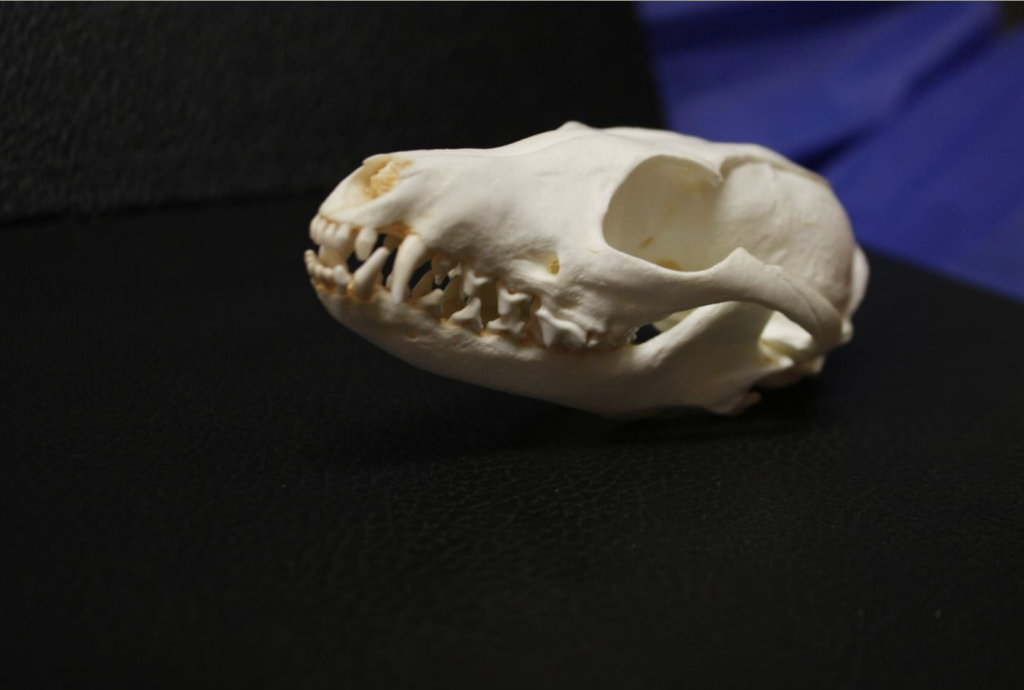 <p>Identify this skull</p>