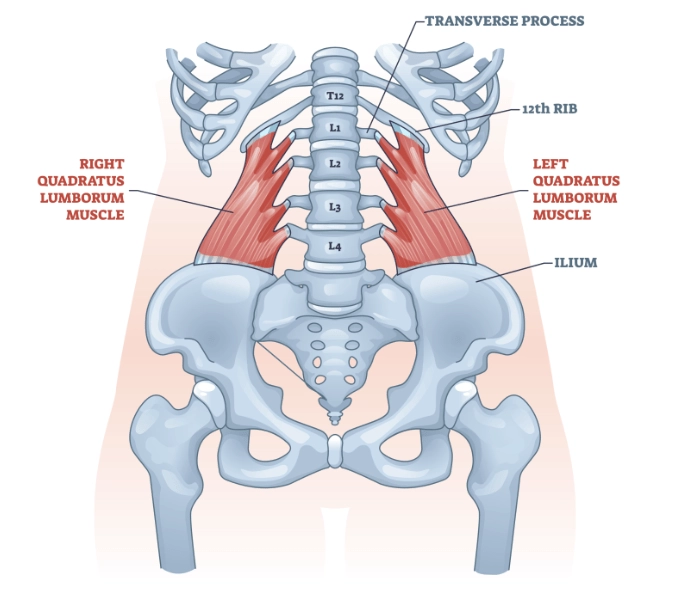 <p>What is the origin, insertion, and innervation of quadratus lumborum?</p>