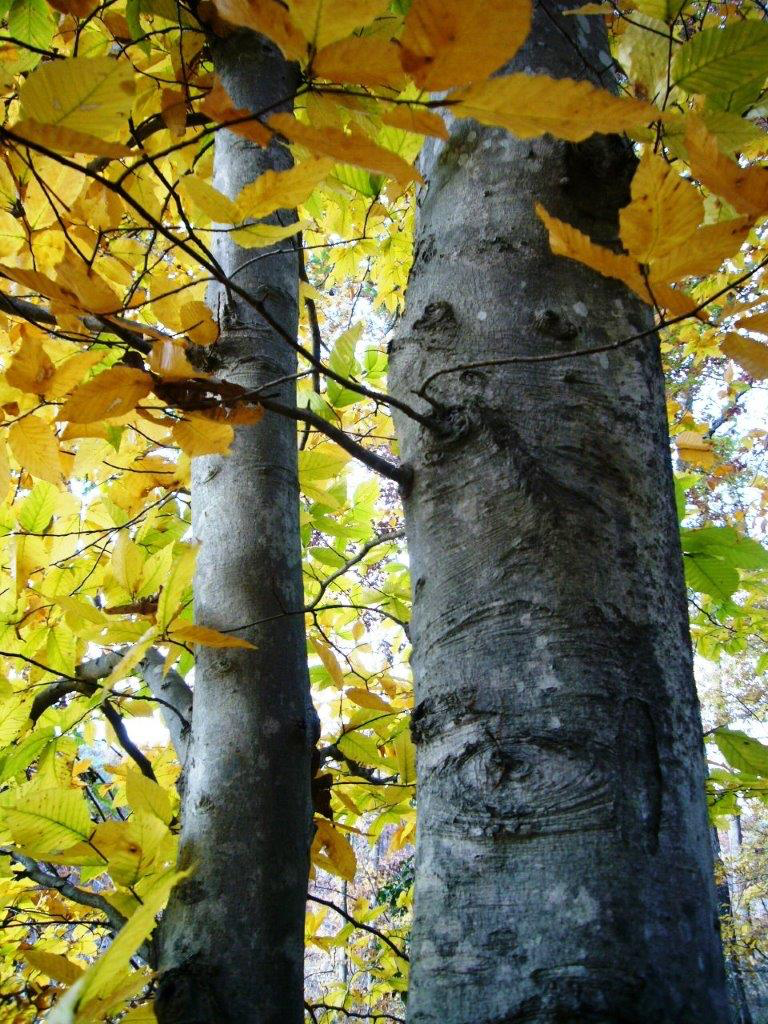 <p>Family: Fagaceae</p><p>Genus: Fagus</p><p>Species: grandifolia</p><p>Common: American Beech</p>