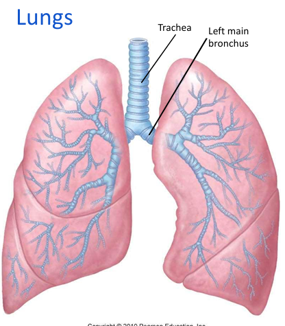 large spongy elastic organs for gas exchange