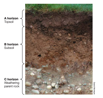 <p>A horizon is the topsoil that supports the plant’s nutrient needs. it contains most of soil’s living and dead organic matter</p>