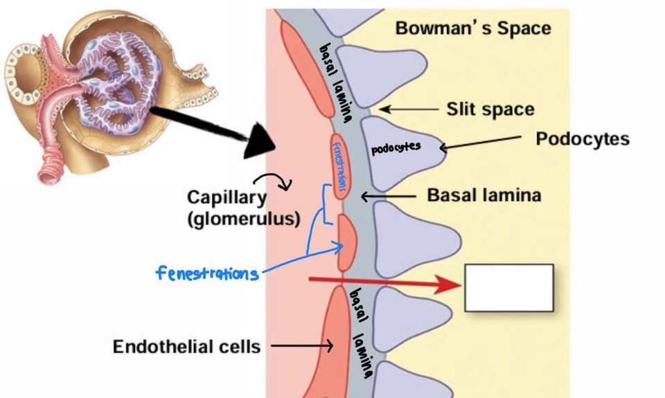 <ul><li><p>glomerulus capillary bed has many FENESTRATIONS (pores)</p></li><li><p>THUS → leaky & everything filters into bowman’s space</p></li><li><p>THUS → barriers in corpuscle so proteins X filtered</p></li></ul><p></p>