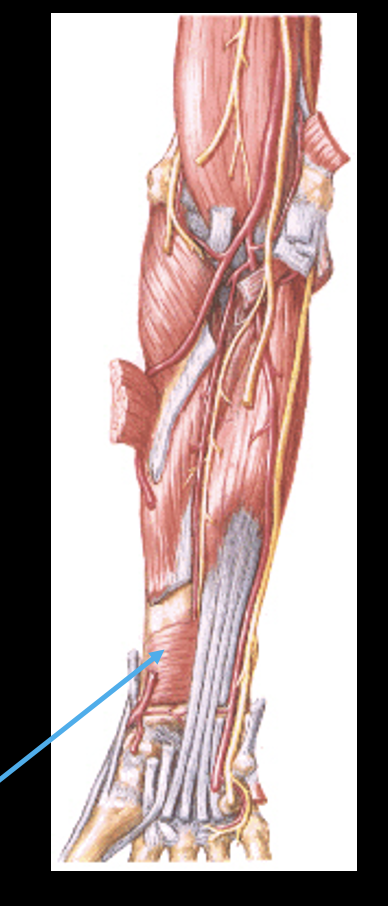 <p>-four equal sides</p><p>-ex=pronator quadratus</p>