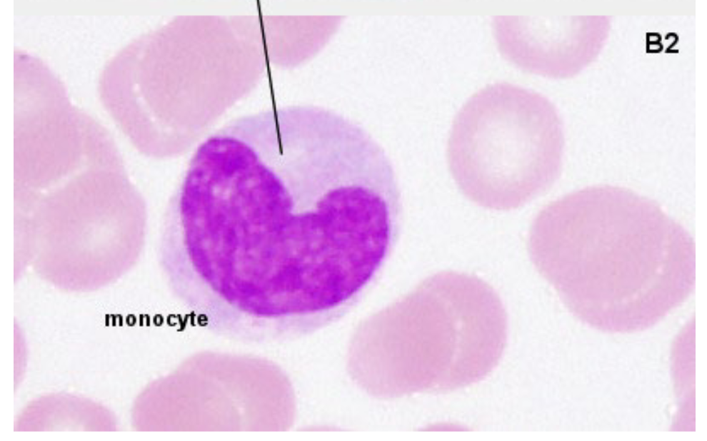 <ul><li><p>C Shaped (Kidney Bean Shape)</p></li><li><p>Few to no granules</p></li><li><p>become <span style="color: rgb(17, 232, 59);"><strong>MACROPHAGES </strong></span>when they migrate to tissue</p></li><li><p>Monocytes can also become <span style="color: rgb(30, 249, 26);"><strong>DENTRITIC CELLS</strong></span></p></li></ul><p></p>
