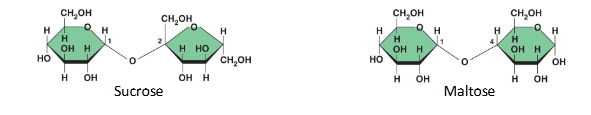 <p>Substrate Specificity of Enzymes</p>