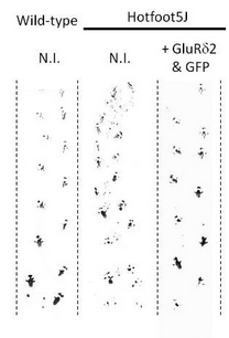<p>footprint pattern </p>