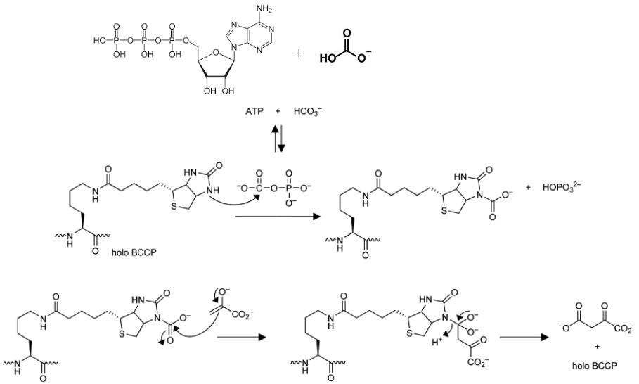 <p>pyruvate enol form</p>
