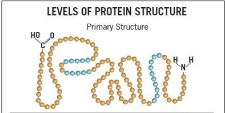 <p>amino acid sequence</p>