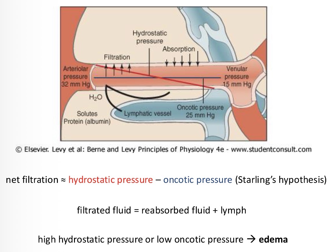 <p>Hydrostatic pressure</p><p>Net filtration = hydrostatic pressure - oncotic pressure</p><p>Filtrated fluid = reabsorbed fluid + lymph</p>