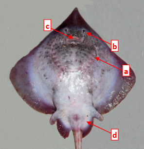 <p>This is the ventral view of a skate. What class does it belong to?</p>
