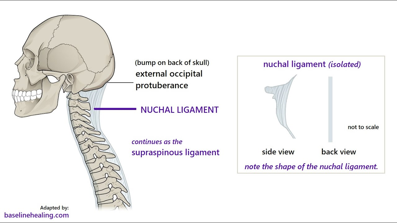 <p>what is special about the cervical vertebrae’s</p>