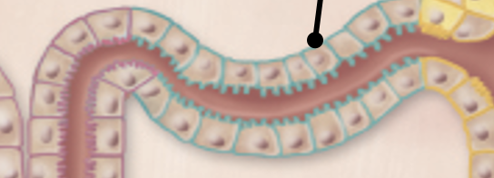 <p>DCT (distal convoluted tube)</p>