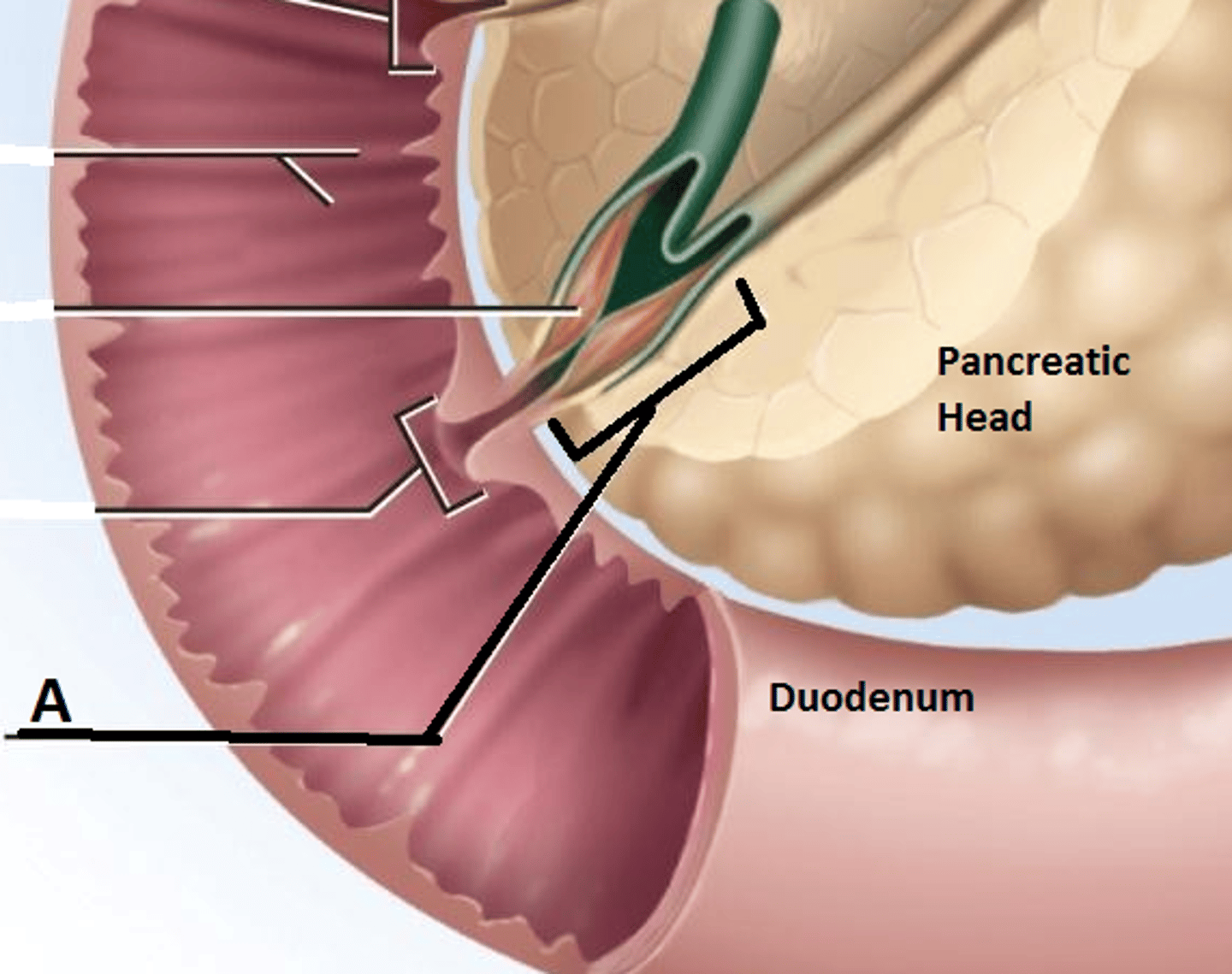 <p>small opening in the duodenum in which the pancreatic and common bile duct enter to release secretions</p><p>guarded by the sphincter of oddi</p>