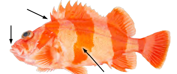 term image