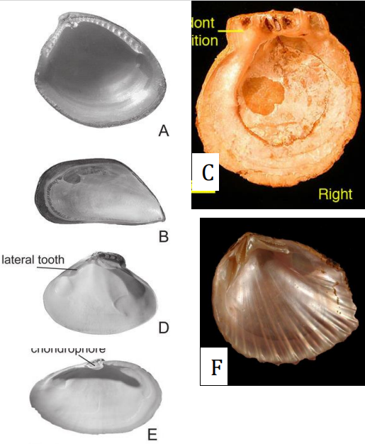 <p>Large teeth with cardinals (below umbo) and, in some, lateral teeth (A/P of cardinals)</p>