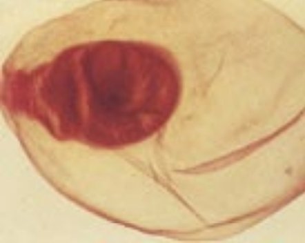 <p>Identify: Found in sheep muscle</p>