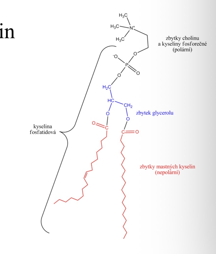 <p>fosfatidylcholin(Lecithin)</p>