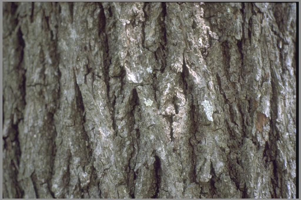 <p>alternate, compound leaves; slender, reddish-brown to dark brown twigs; pointed, yellowish-brown, imbricate buds</p>