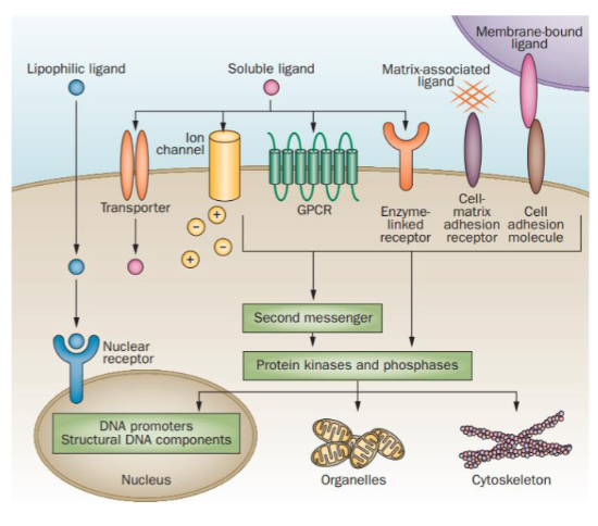 <p>Types of Cell Receptors</p>