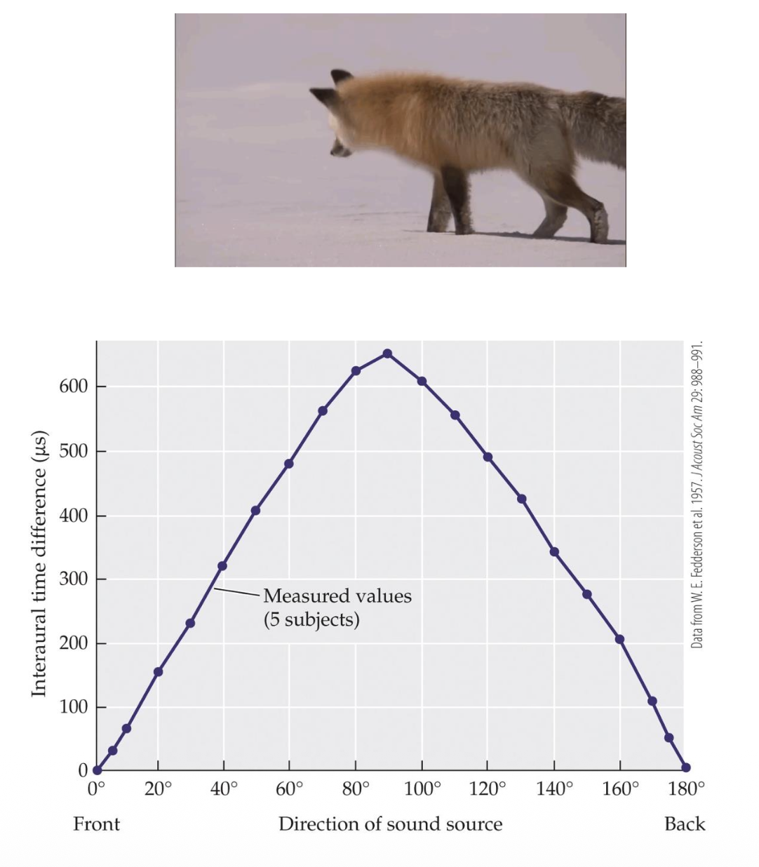<p><u>Azimuth Localization – Interaural Time Differences</u></p><p>1. Interaural Time Difference (ITD): __ difference in sound arriving at one ear versus the other.</p><p>• T/F: When the source is to the side of the observer, the times will differ.</p><p><span data-name="arrow_right_hook" data-type="emoji">↪</span> Max ITD at <u>90°/190°</u> azimuth ≈ 600 µs (microseconds).</p><p><span data-name="arrow_right_hook" data-type="emoji">↪</span> Threshold for detection ≈ __.</p><p><span data-name="arrow_right_hook" data-type="emoji">↪</span> Most ITDs (due to head width) are <u>above/below</u> threshold.</p><p>• Enables localization within ?°.</p>