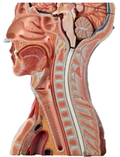 <p>Superior, middle and inferior nasal conchae</p>